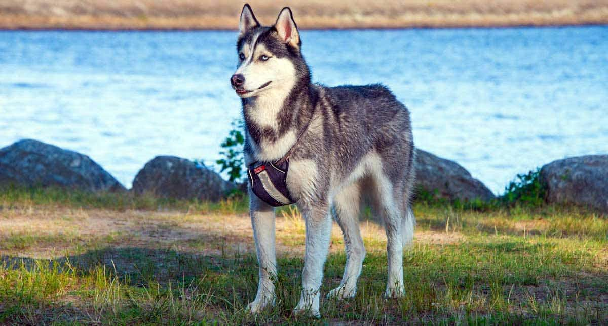 siberian husky