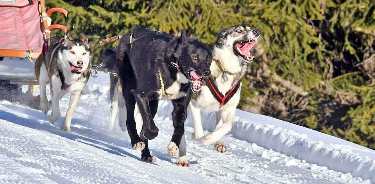 siberian husky sled