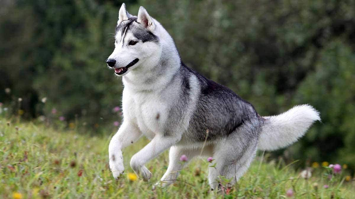 siberian husky