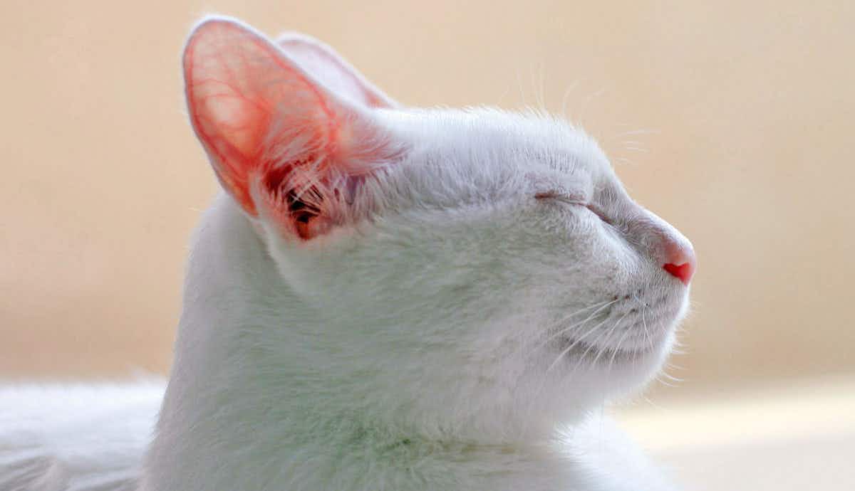 7 Signs Your Cat is Deaf