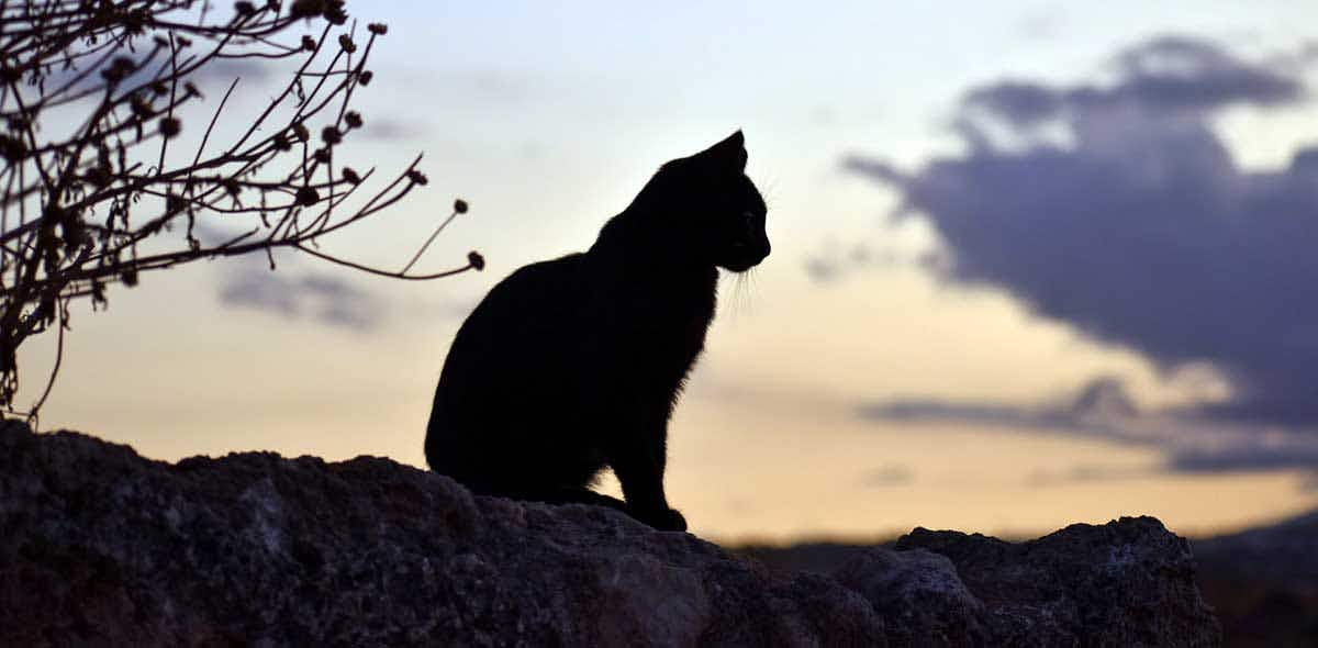 silhouette of cat at sunset