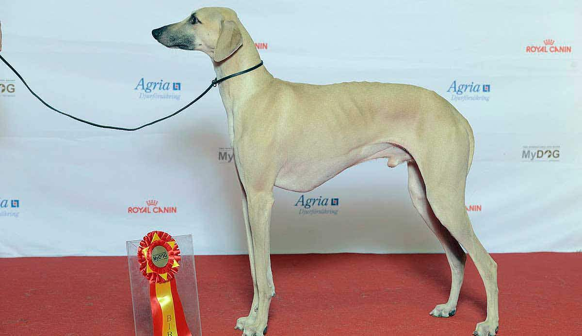 sloughi in dog show