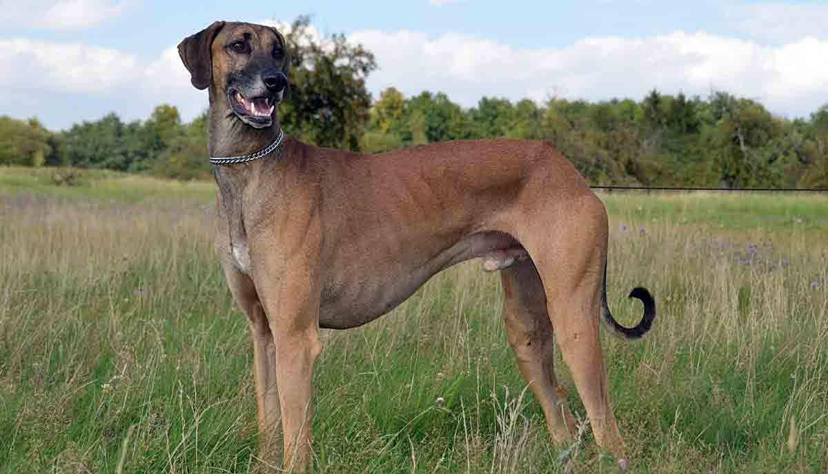 sloughi outside in field