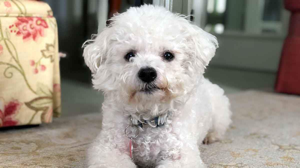 small bichon frise laying on carpet