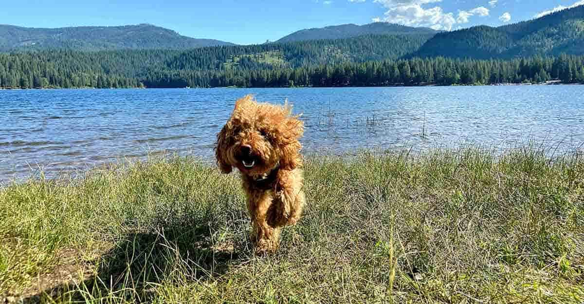 small curly dog playing near river