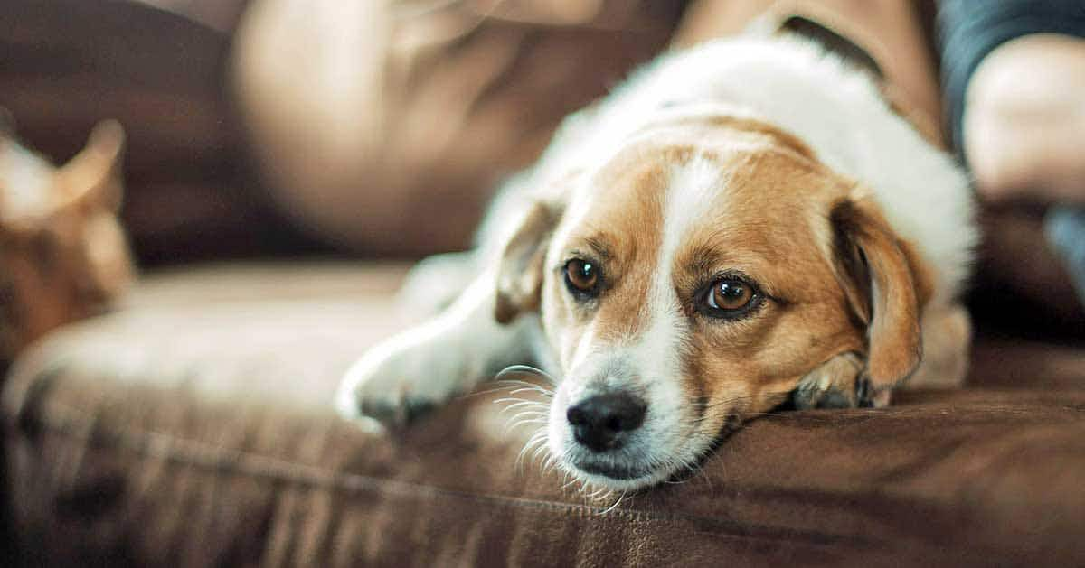 small dog laying on couch inside close up