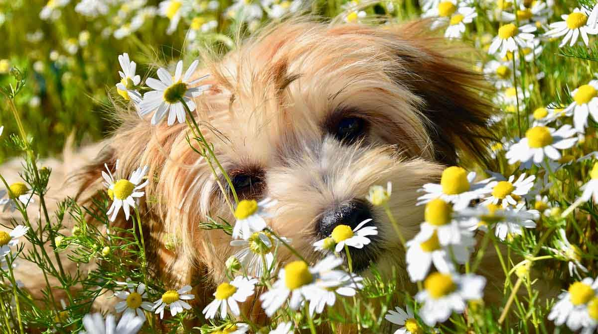 small havanese dog laying in flowers