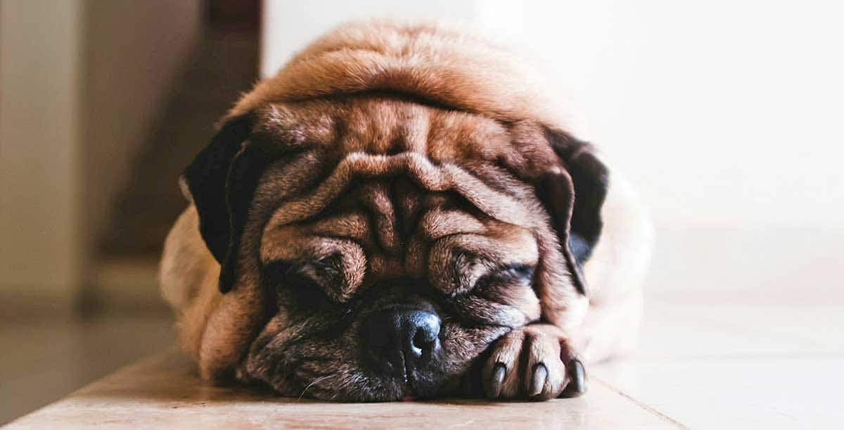 small pug asleep on floor inside