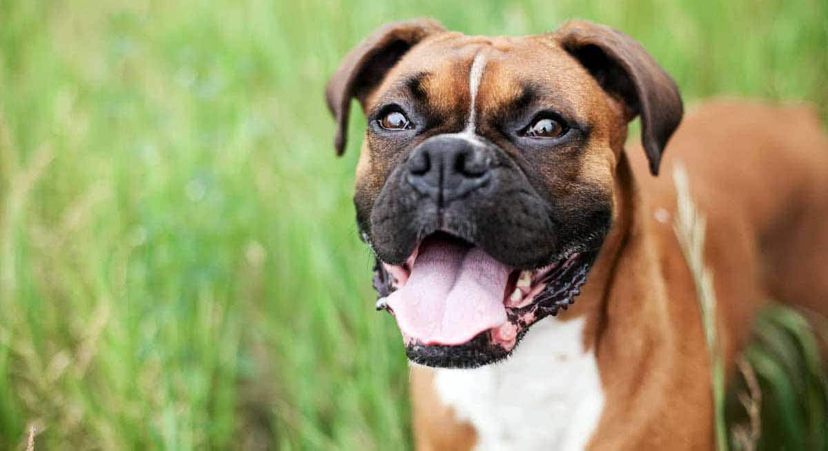 smiling panting boxer dog