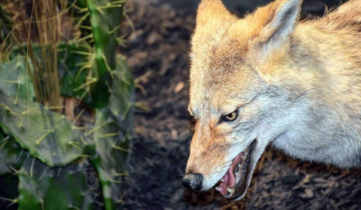 snarling coyote