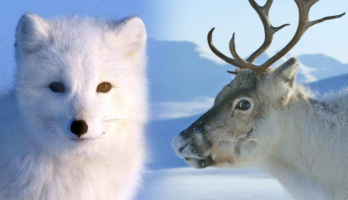 4 Species You May Encounter in the Arctic