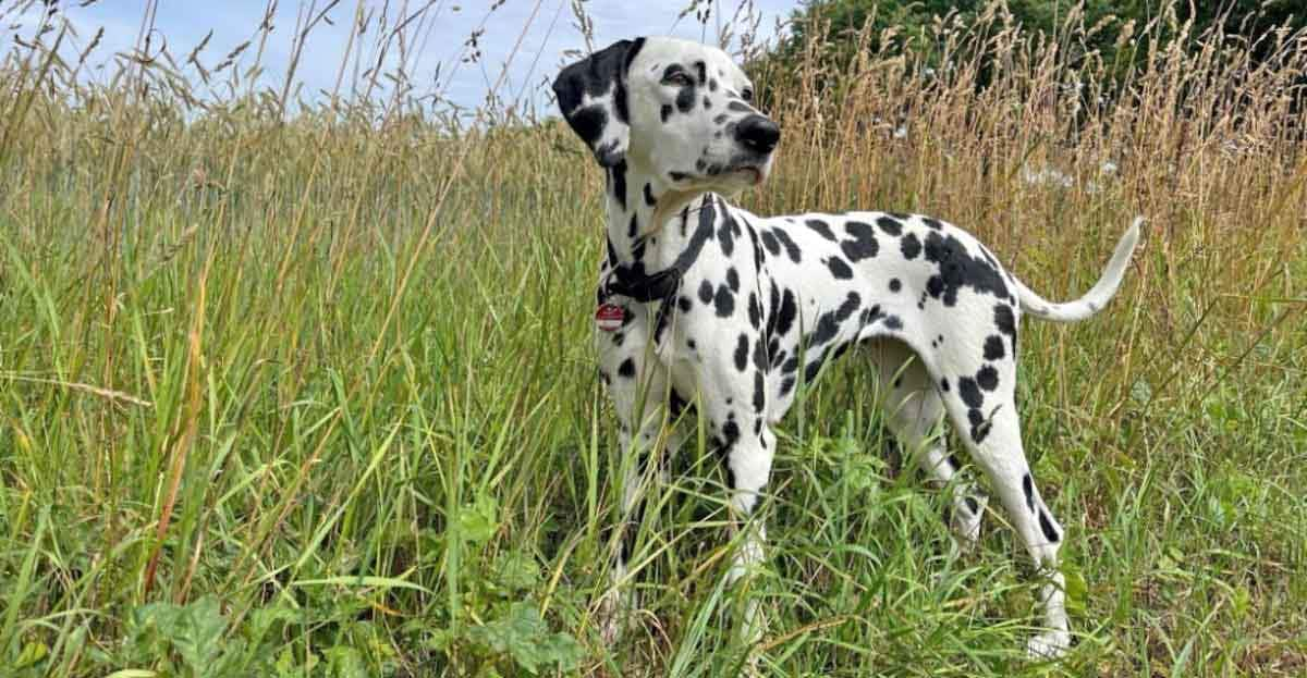 spotted dog in a field