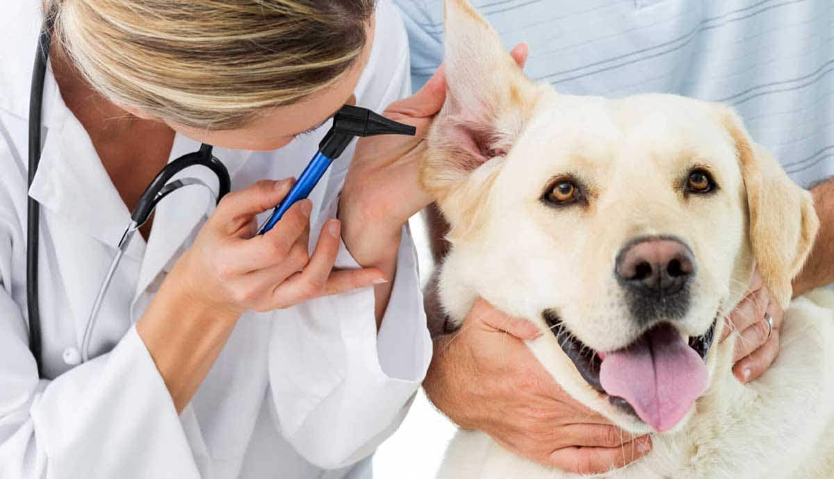5 Symptoms of Ear Infections in Dogs