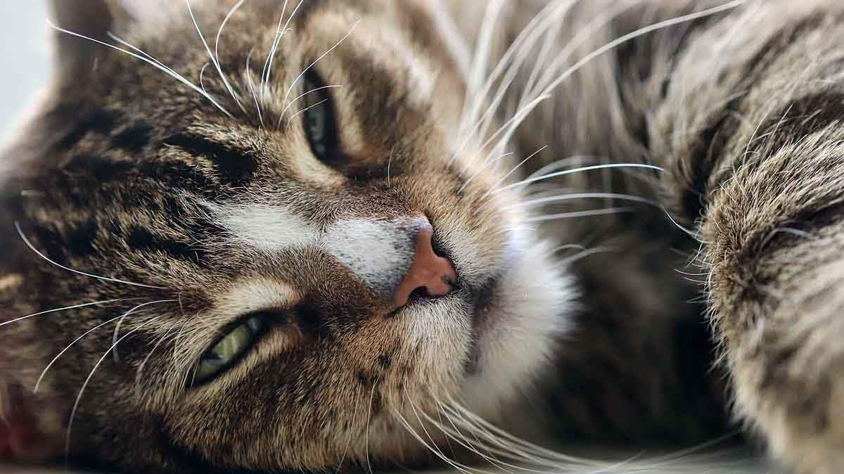 tabby cat visible nictitating membrane