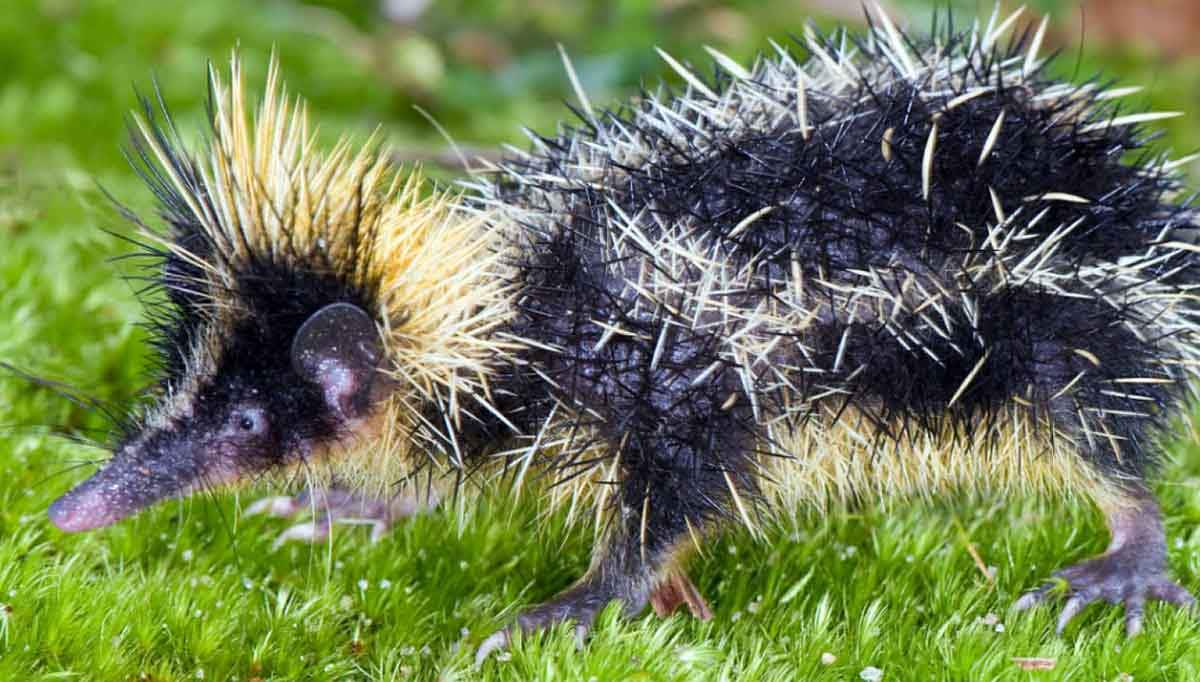 tenrec mongoose madagascar