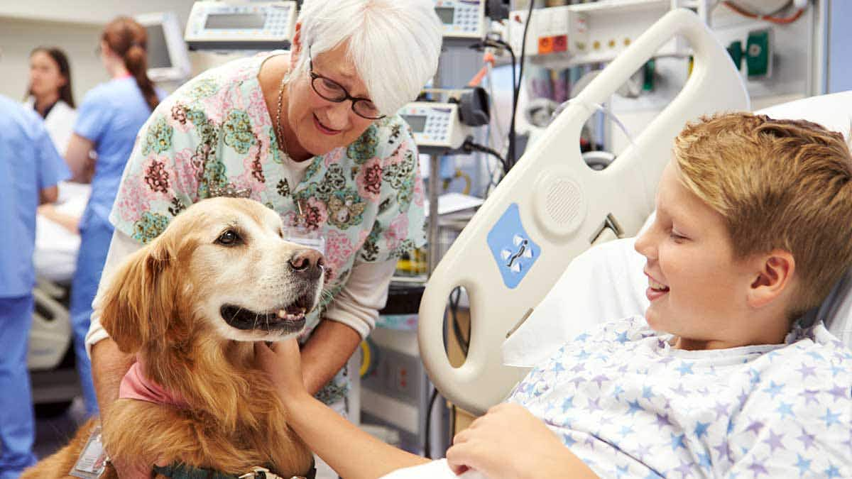 therapy dog hospital