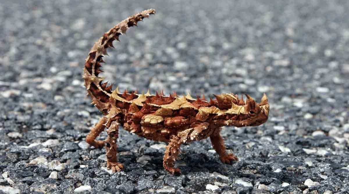 thorny devil walking