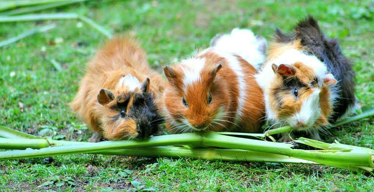 three guinea pigs eating