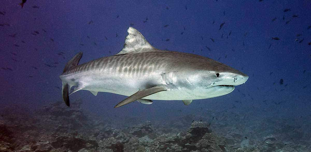 tiger shark