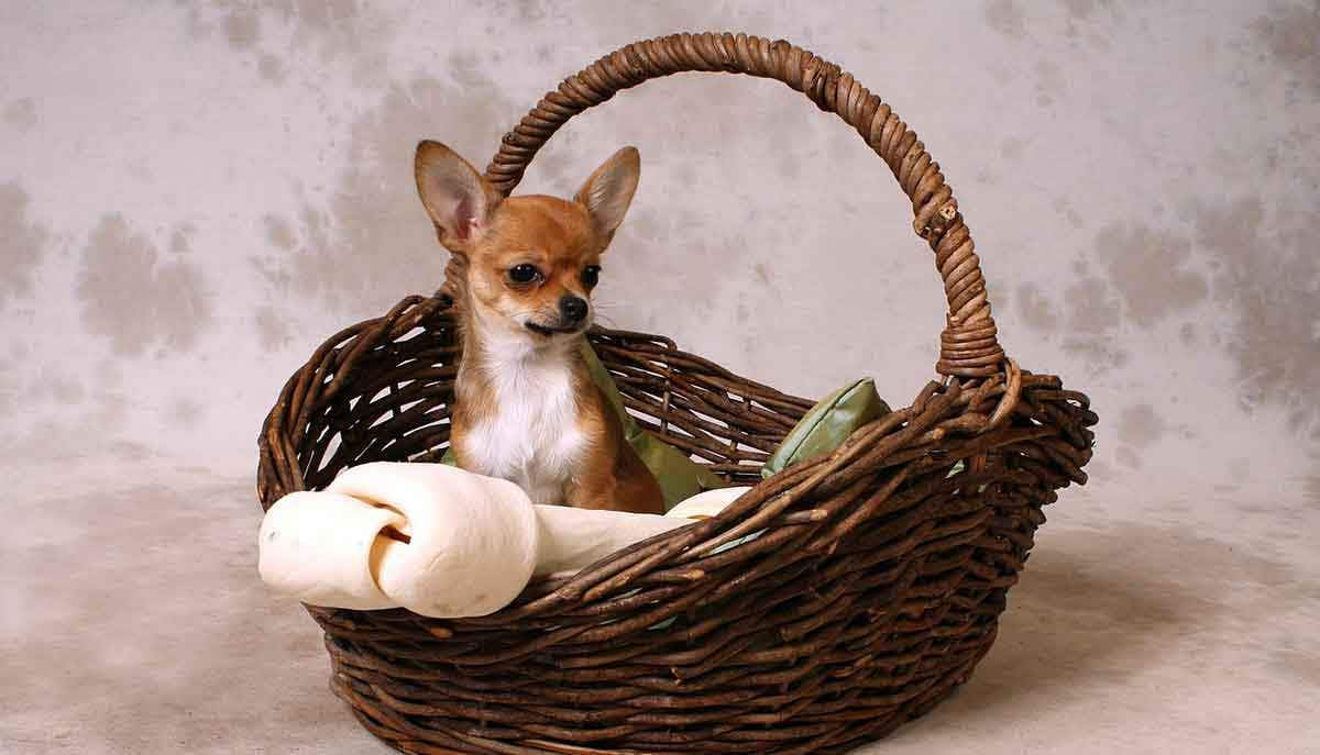 tiny chihuahua sitting in brown basket with dog treats