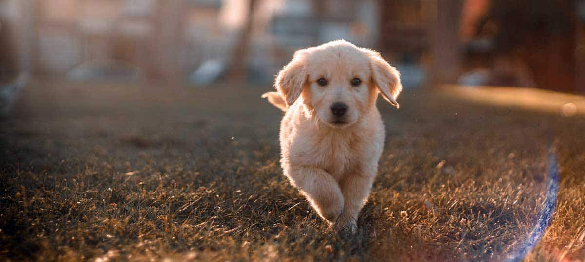 tiny golden puppy running on grass