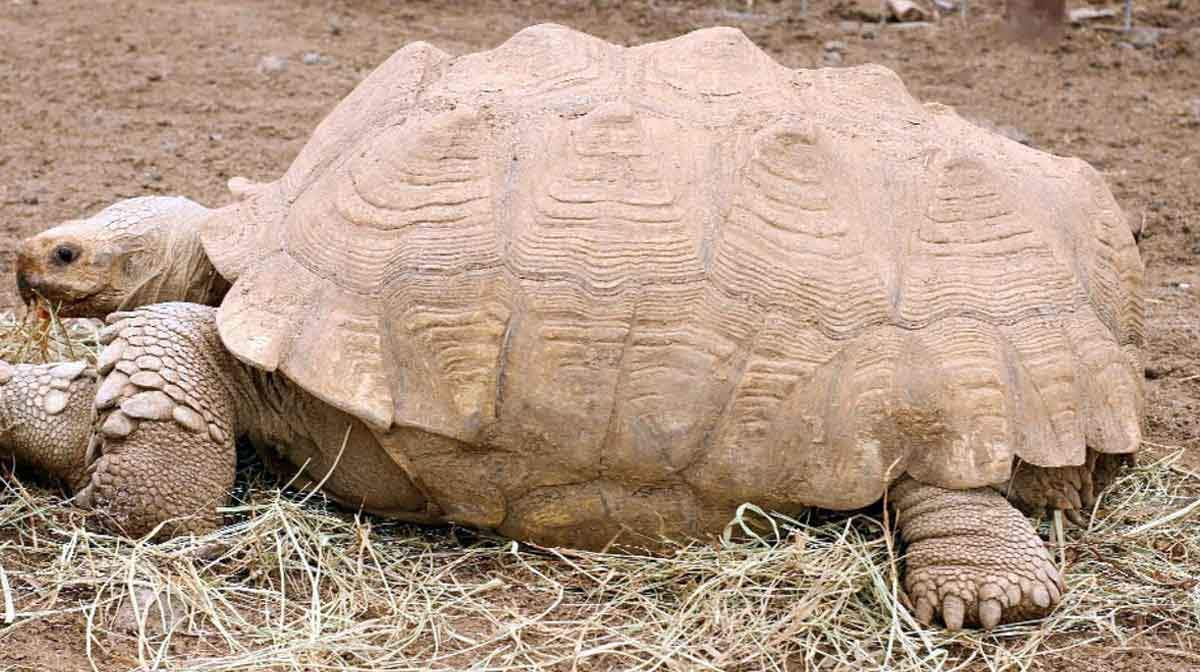 tortoise on hay