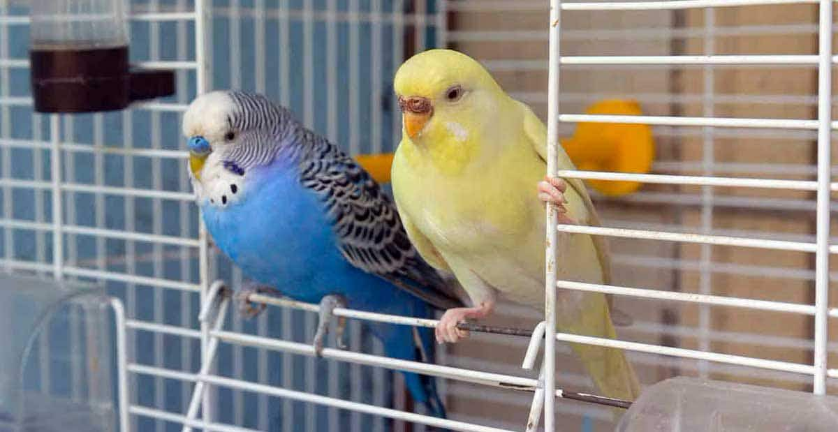 two birds in cage