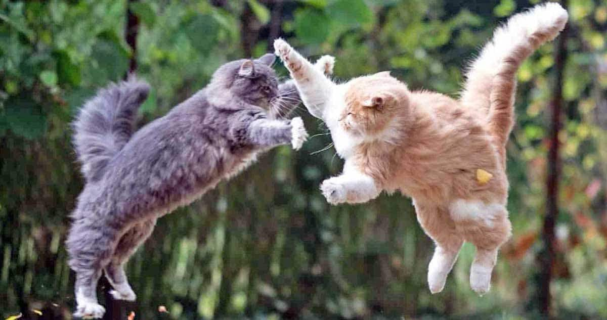 two cats fighting midair