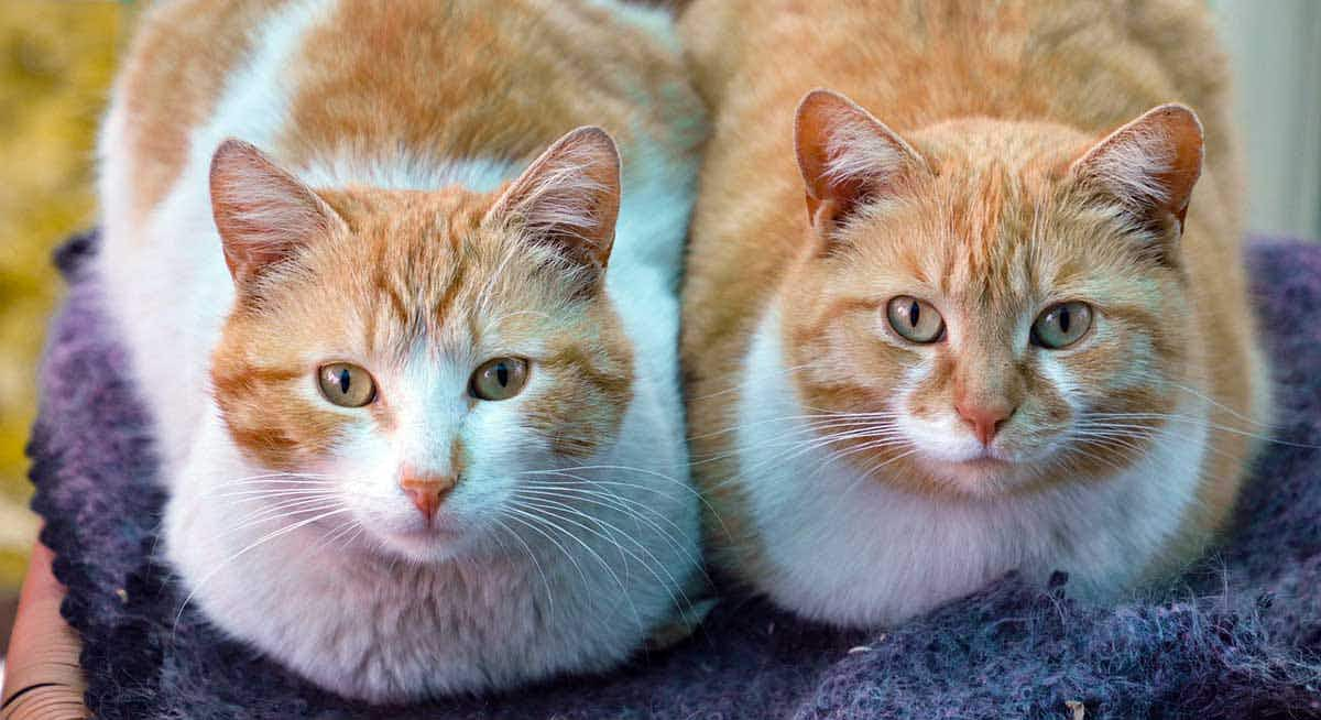 two cats sitting together