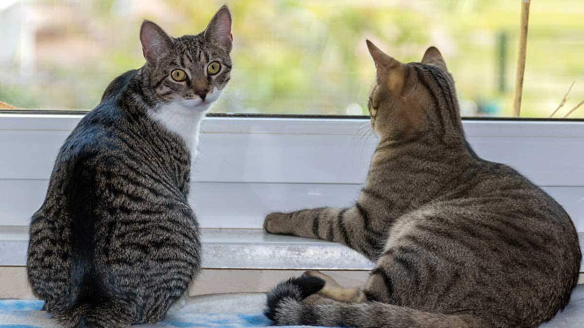 two cats sitting together