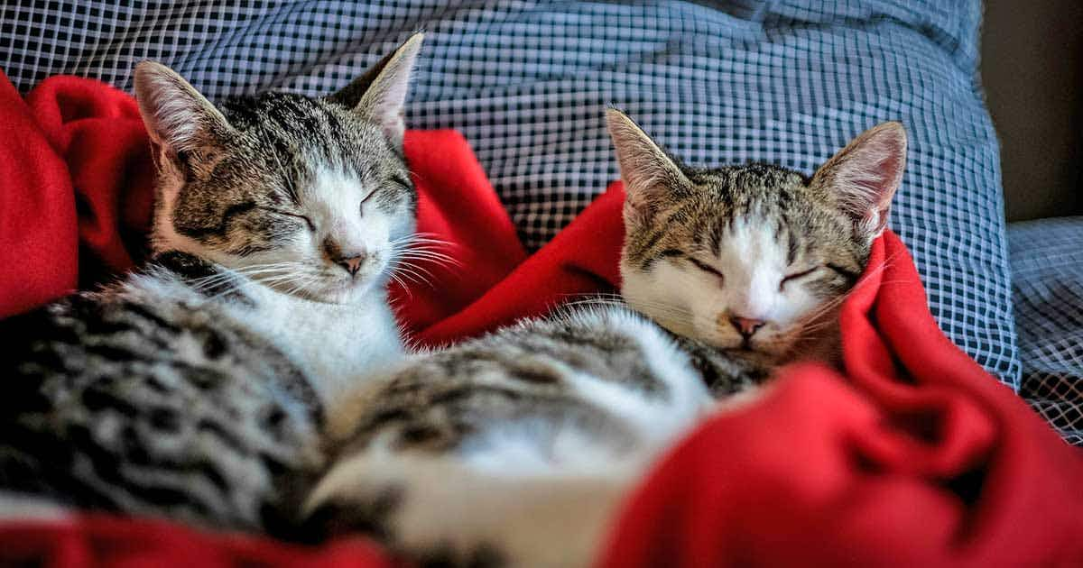 two cats sleeping