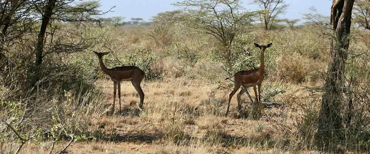 two gerenuks nature