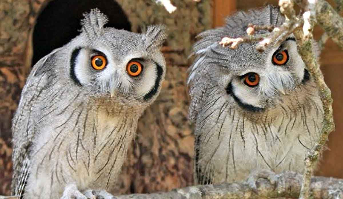 two owls