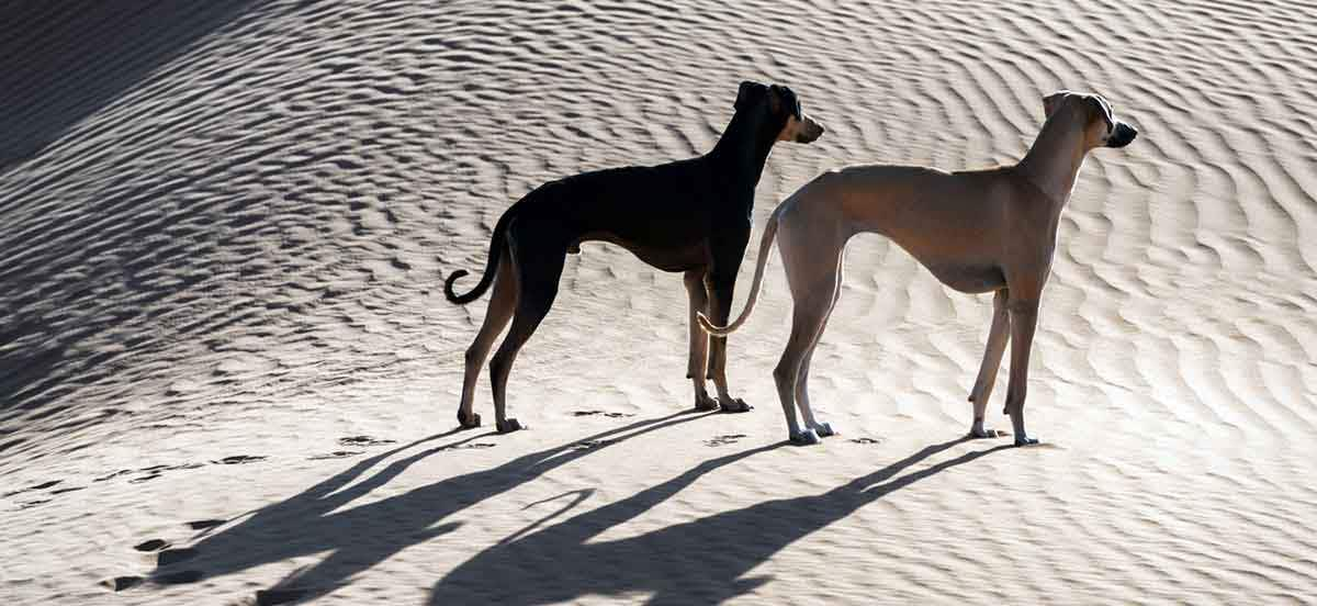 two sloughis in desert