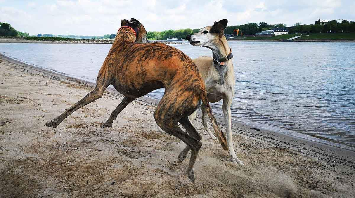 two sloughis playing on a beach