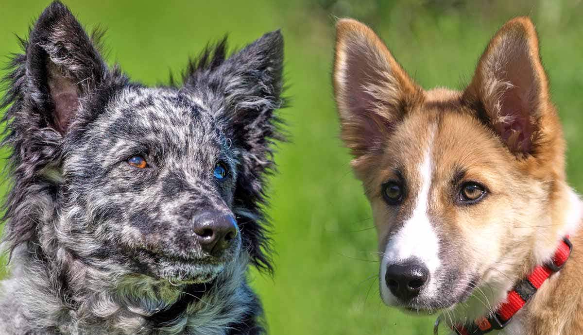 7 Unique Dog Breeds You Probably Haven’t Heard of