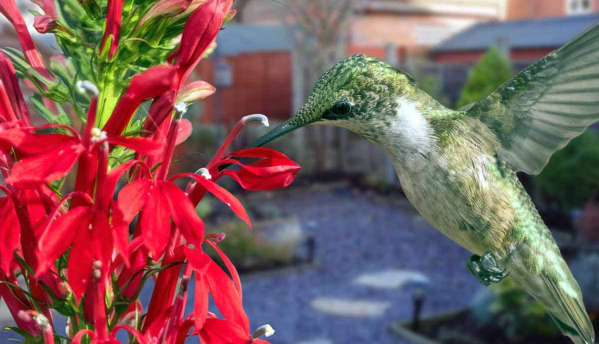 5 Ways to Attract Hummingbirds to Your Yard