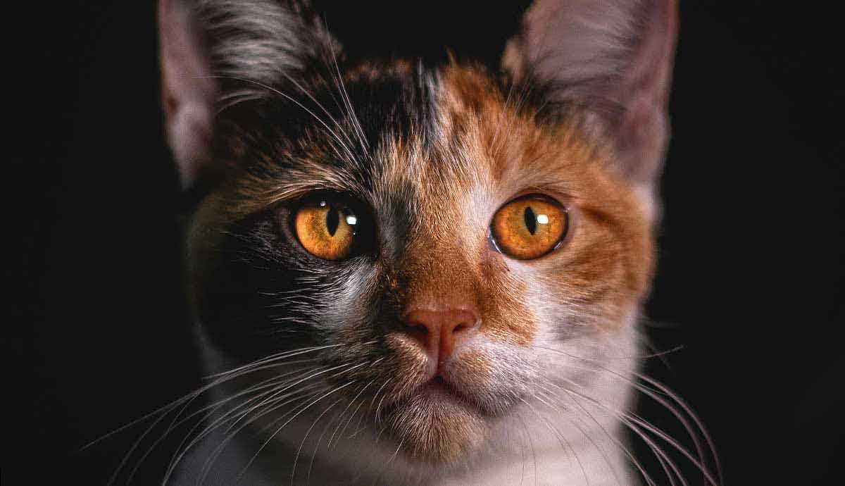 What Colors Can Cats See?