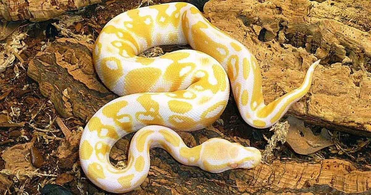 white and yellow snake