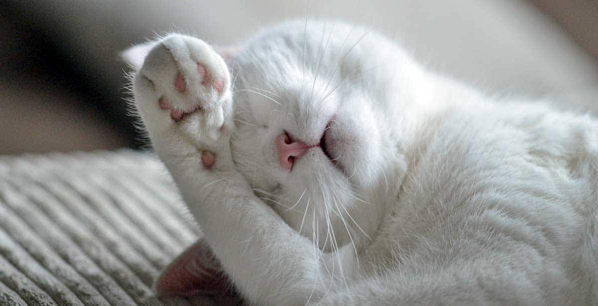 white cat sleeping