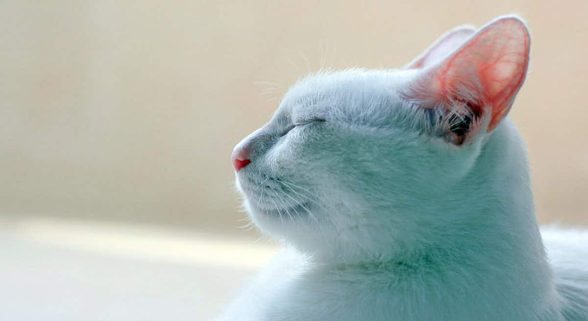 white cat snoozing