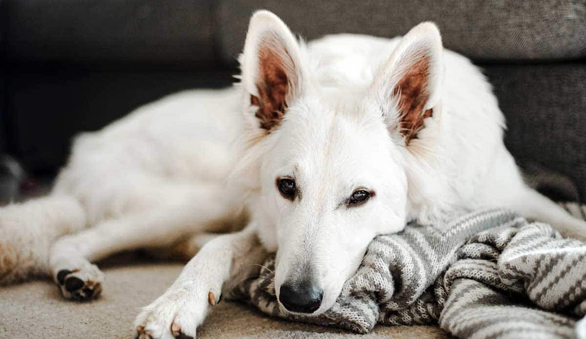 white dog laying on blanket inside