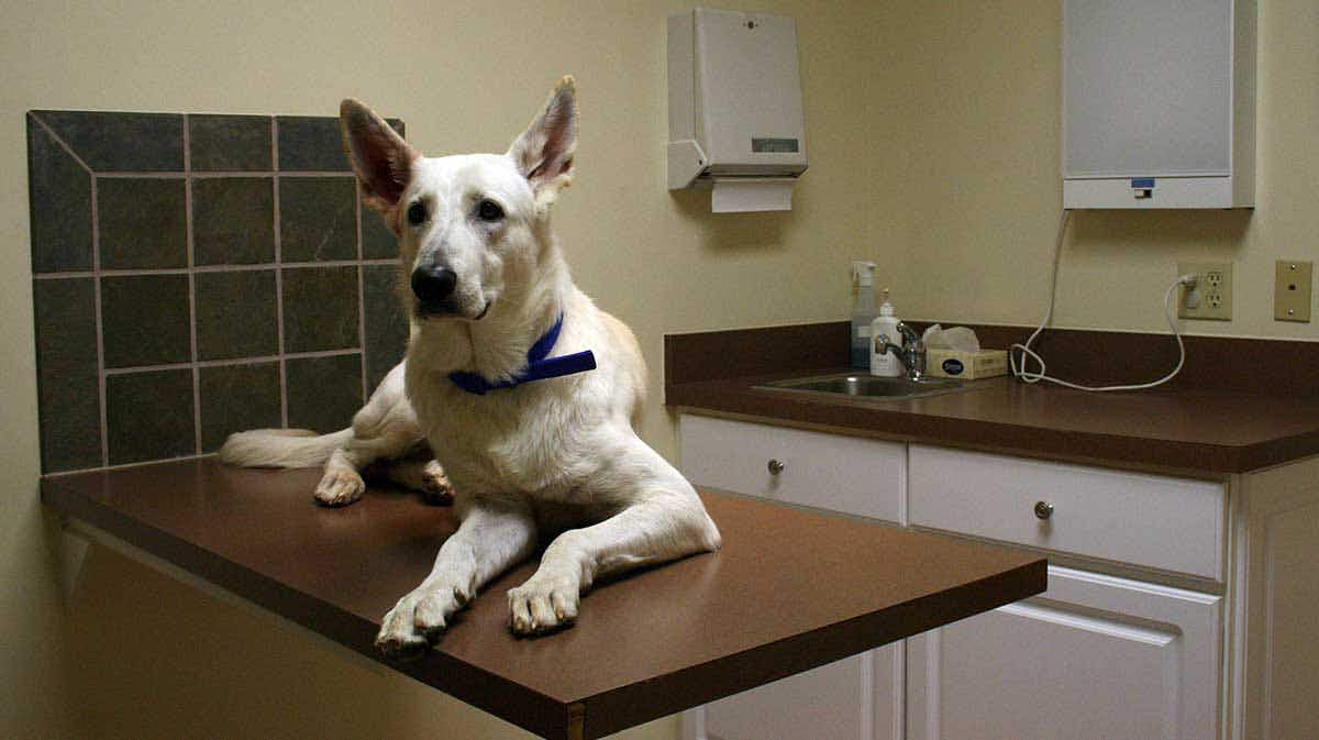 white german shepherd veterinarian