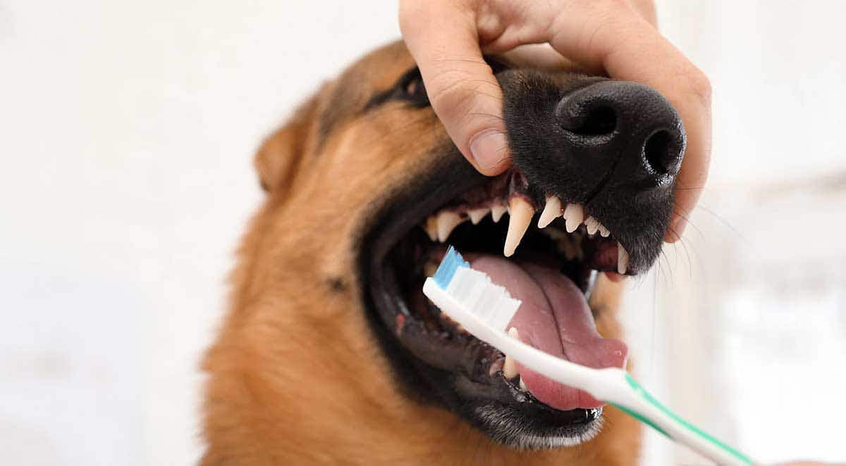 woman cleaning dog teeth with toothbrush