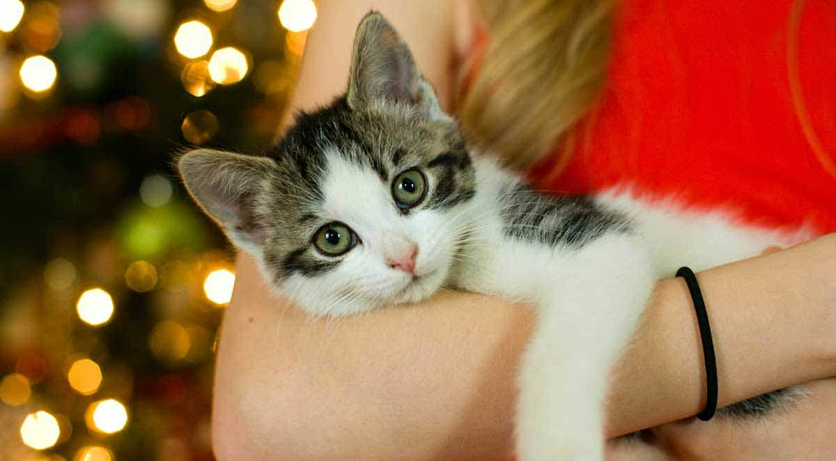 woman holding kitten