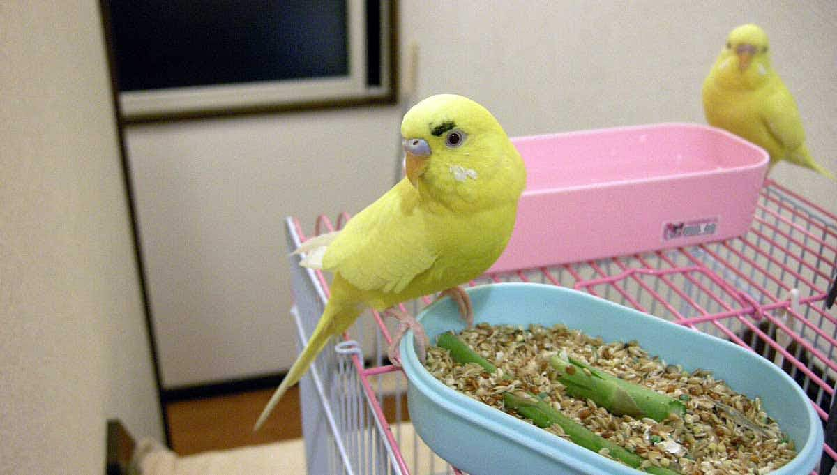 yellow budgerigar with food bowl