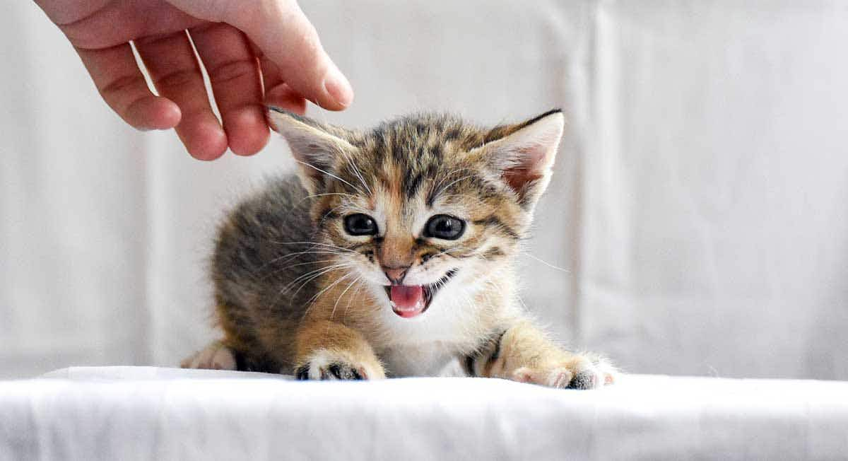 young kitten white background