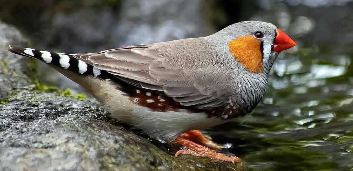 zebra finch