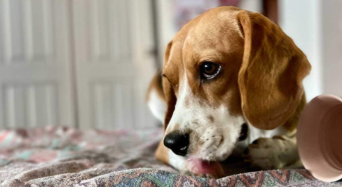 Beagle licking her paws