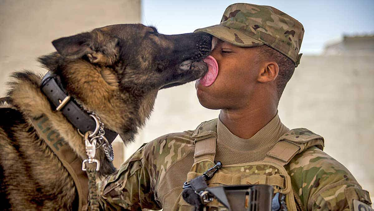 GSD licking soldier